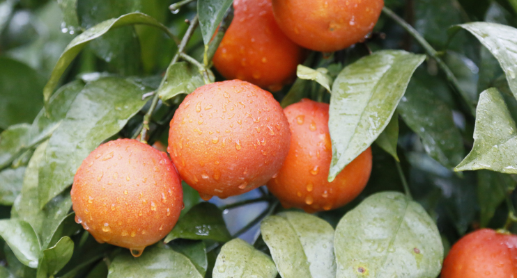 もの語り Story - ブラッドオレンジ①｜株式会社セゾンファクトリー