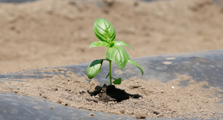 もの語り Story - 自社農園バジル①｜株式会社セゾンファクトリー